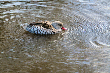 A Cape Teal on the water
