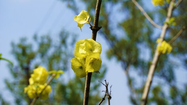 Yellow colour Chinese hatplant flower. Botanical name is Holmskioldia sanguinea.