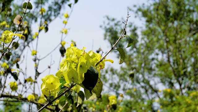 Yellow colour Chinese hatplant flower. Botanical name is Holmskioldia sanguinea.