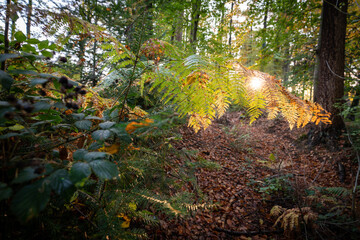 Farne im Wald, gehören einfach dazu.