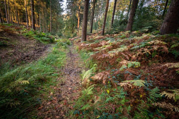 Farne im Wald, gehören einfach dazu.