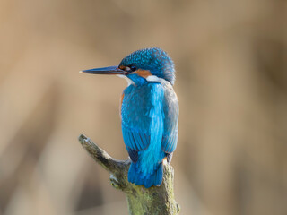 kingfisher on the branch