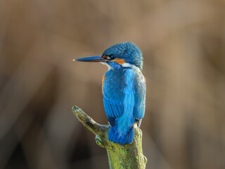 kingfisher on the branch