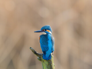 kingfisher on a branch