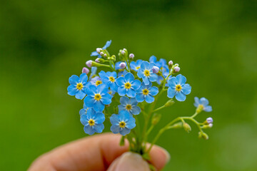 Myosotis alpestris - alpine forget-me-not