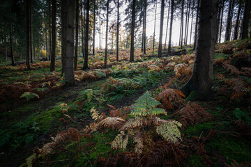 Farne im Wald, gehören einfach dazu.