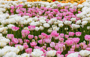 Pink and white flower tulip, nature background.