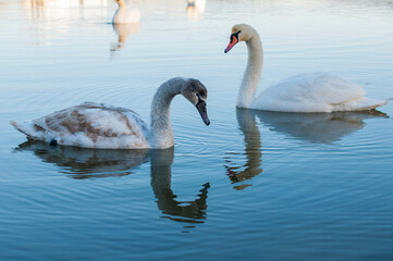 white swans group on the lake swim well under the bright sun