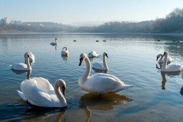 white swans group on the lake swim well under the bright sun © mikhailgrytsiv