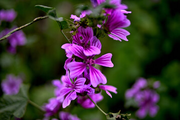 Fototapeta na wymiar 紫色の花