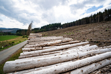 Fototapeta na wymiar Abholzung der Bäume, wegen Borkenkäferbefall und Trockenheit. 