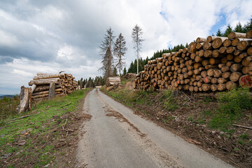 Abholzung ganzer Wälder, wegen Borkenkäferbefall und Trockenheit.