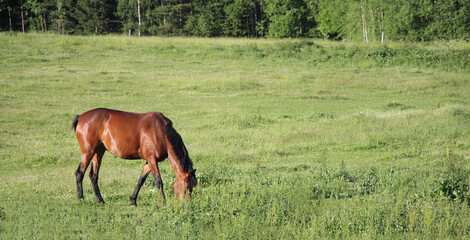 Naklejka na ściany i meble A horse grazing in the field eats green grass. Banner size.