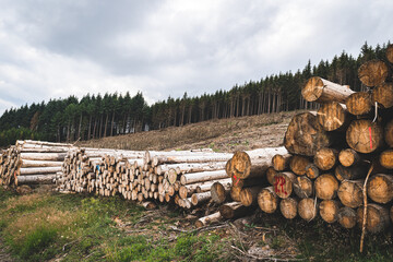 Abholzung der Bäume, wegen Borkenkäferbefall und Trockenheit. 