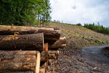 Waldschäden vor allem in Nadelwäldern durch mehrere Jahre mit sehr wenig Niederschlag verbunden...