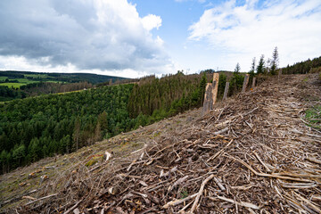 Waldschäden vor allem in Nadelwäldern durch mehrere Jahre mit sehr wenig Niederschlag verbunden...
