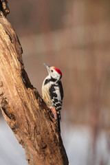 Middle Spotted Woodpecker (Dendrocoptes medius)