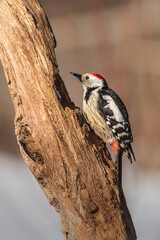Middle Spotted Woodpecker (Dendrocoptes medius)