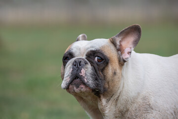 Cute French Bulldog giving funny look