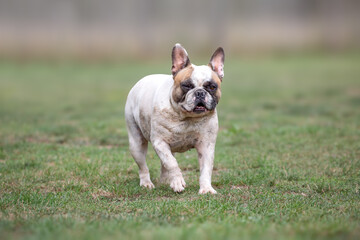 Cute French bulldog walking on the grass and giving funny look