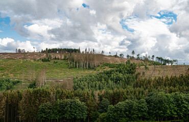 Waldschäden vor allem in Nadelwäldern durch mehrere Jahre mit sehr wenig Niederschlag verbunden...