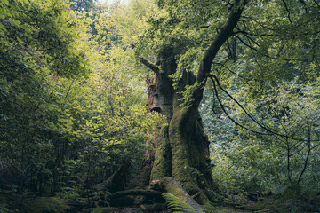 Baum in nichtbewirtschateten und sich selbst überlassenem Wald.