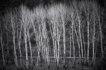 Aspens fall