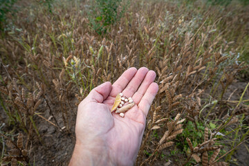 Weiße Lupienen - ein Soja Ersatz.