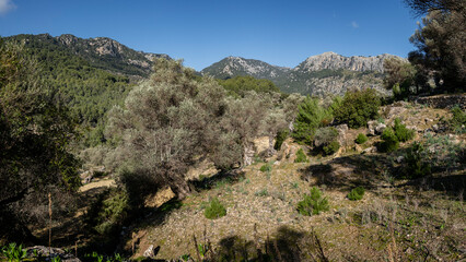 Fototapeta na wymiar olivar de Pastoritx, Valldemossa, Mallorca, Balearic Islands, Spain