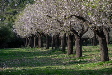 almendros floridos, Albenya, Algaida, Mallorca, Balearic Islands, Spain