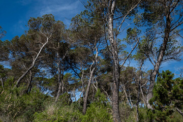 Obraz na płótnie Canvas pinewood, Punta De Ses Gatoves, Mondragó Natural Park, Santanyí municipal area, Mallorca, Balearic Islands, Spain