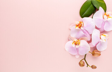 Pink spa orchid theme objects on pastel background.