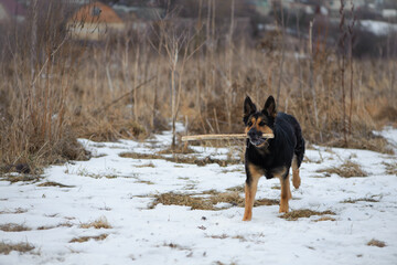 a series of photos with a dog. german shepherd plays in a snowy park in winter. dog with a stick, pet, walking in nature. shepherd dog in the snow in a dry reed. autumn, winter or spring. favorite pet