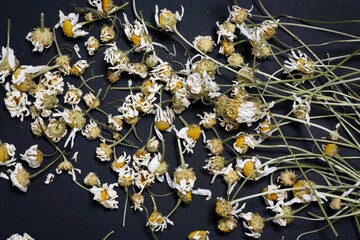 Dried chamomile flowers for tea on a black background. Medicinal flowers and plants. Alternative medicine.