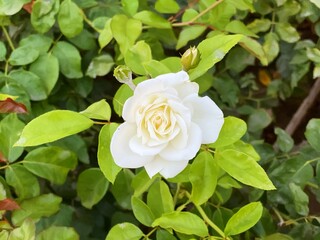 Close up of a white rose in the garden