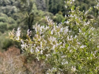 White flowers on the hill close up