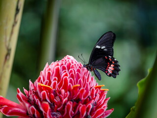 The Scarlet Mormon or Red Mormon on a scarlet flower. Papilio rumanzovia.