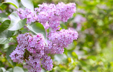 Branch with spring lilac flowers in garden isolated on green.