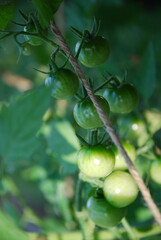 Little green cherry tomatoes. Small round tomatoes grew among the green branches of the tomato. The fruits are still green. Some of them are lit by the sun, some are in the shade.