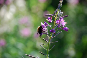 A bumblebee collects nectar on the flowers of fireweed. A black-and-yellow hairy bumblebee sits on a blooming pink small flower and collects nectar from it.
