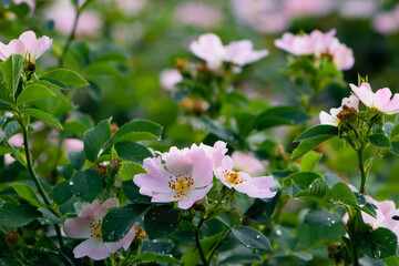 Rosa. delicate rosehip flower with green leaves. bush pink wild rose flower with green leaves. beautiful blurred green background. spring or summer season. Rosaceae. beautiful flower background