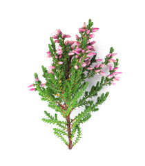 Branch of heather with beautiful flowers isolated on white