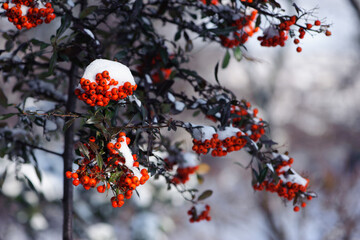 Winter rowan tree under snow close-up. Groups of bright red berries, mountain ash. branch of red rowan in winter in snow, isolated with place for text. red berries in early spring