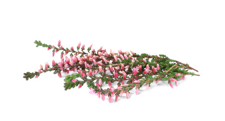 Branches of heather with beautiful flowers on white background