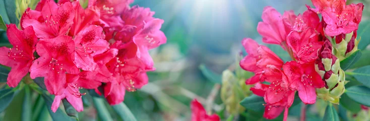 Photo sur Plexiglas Azalée Red azalea flowers isolated on blur background