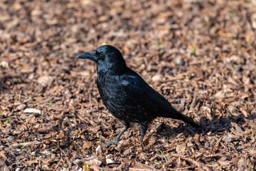 A black crow standing on fallen leaves in winter, portrait
