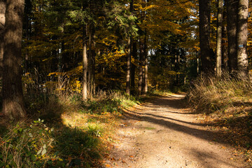The beauty of nature in the forest