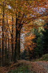 The beauty of nature in the forest