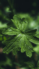 Plantas de la selva en plano detalle con efectos de luz natural