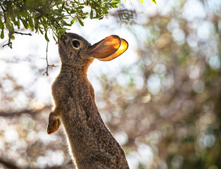 Desert Cottontail stands and nibbles leaves at Gilbert Water Ranch in Arizona